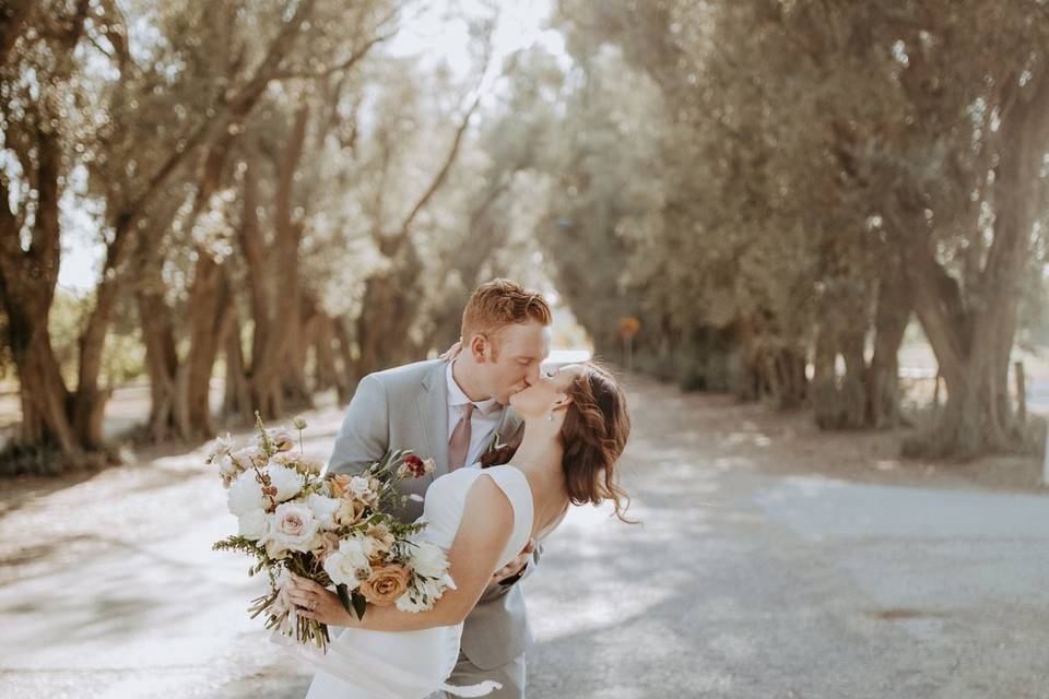 Olive tree aisle