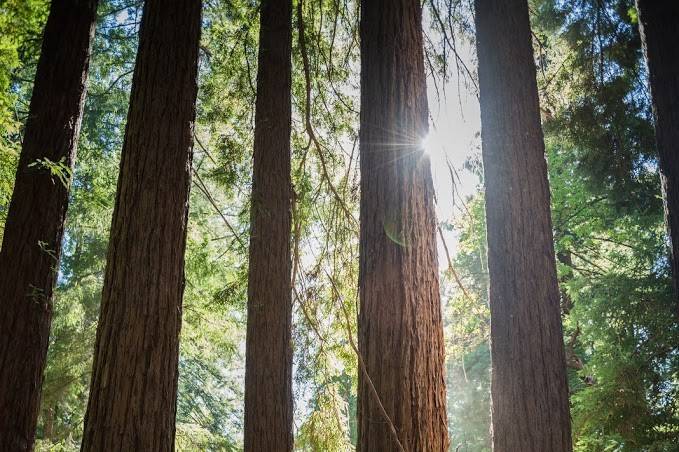 Roaring Camp Weddings