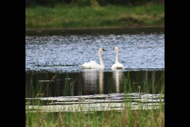Swan love