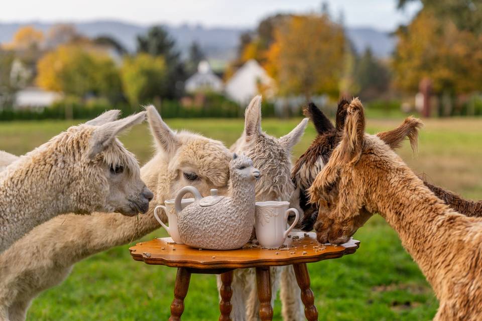 Alpaca tea party