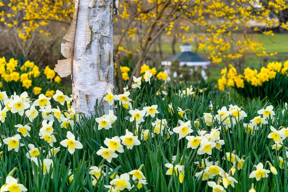 Spring daffodils