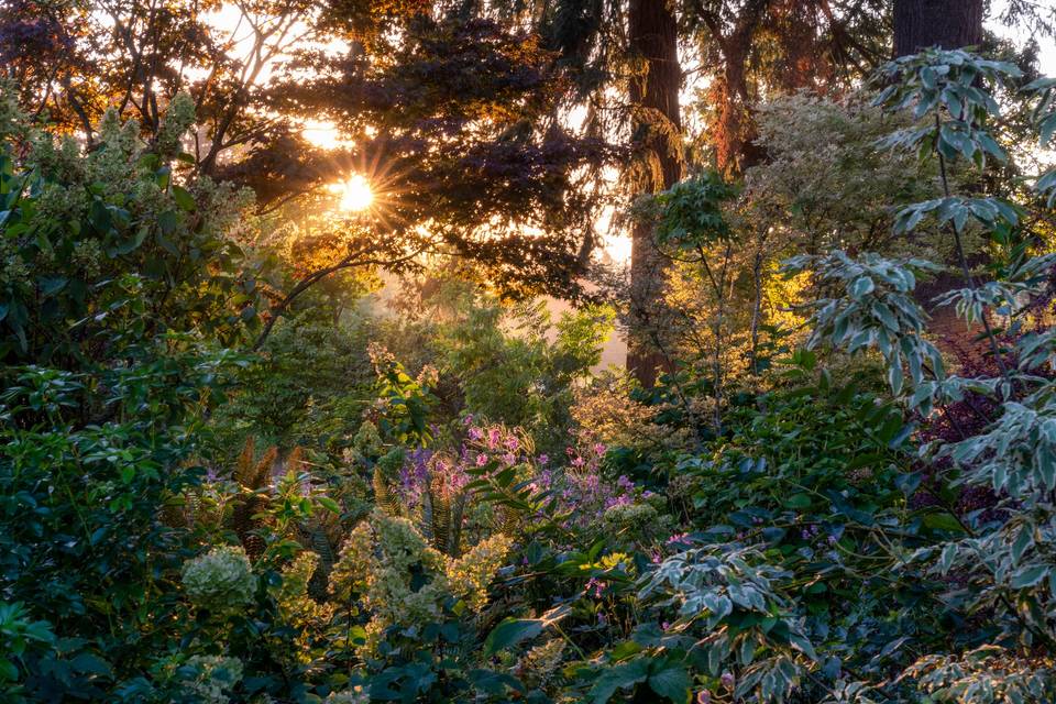 Autumn woodland