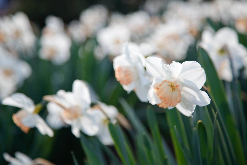 White daffodils