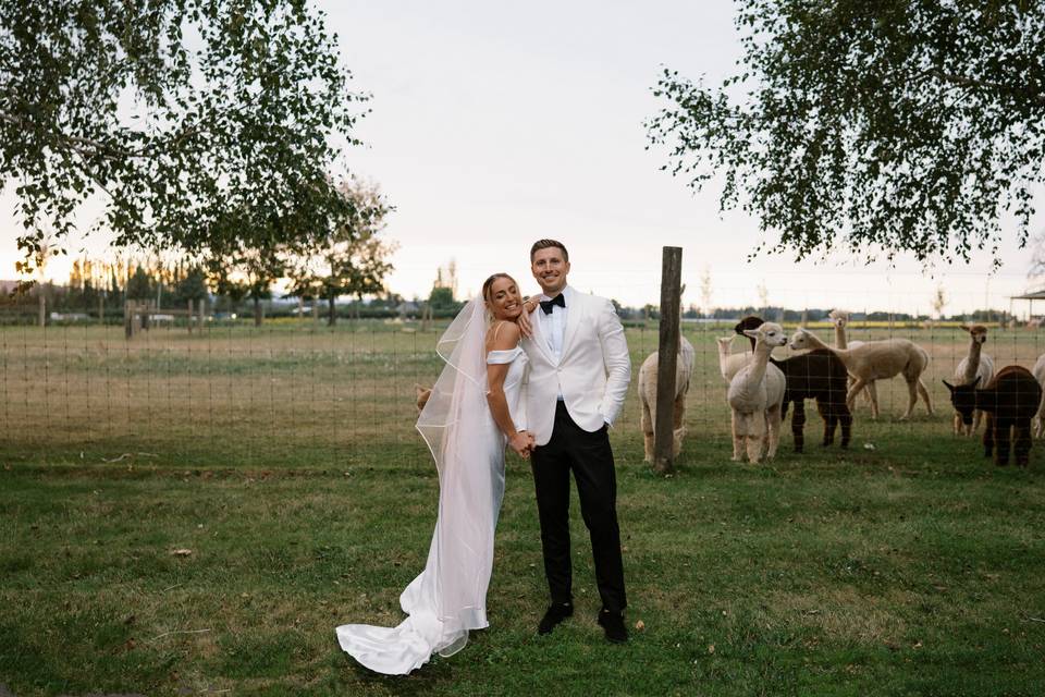 Bride, groom and alpacas