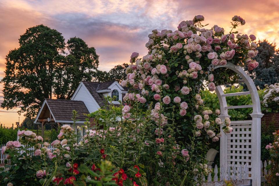 Pink sky and eden roses