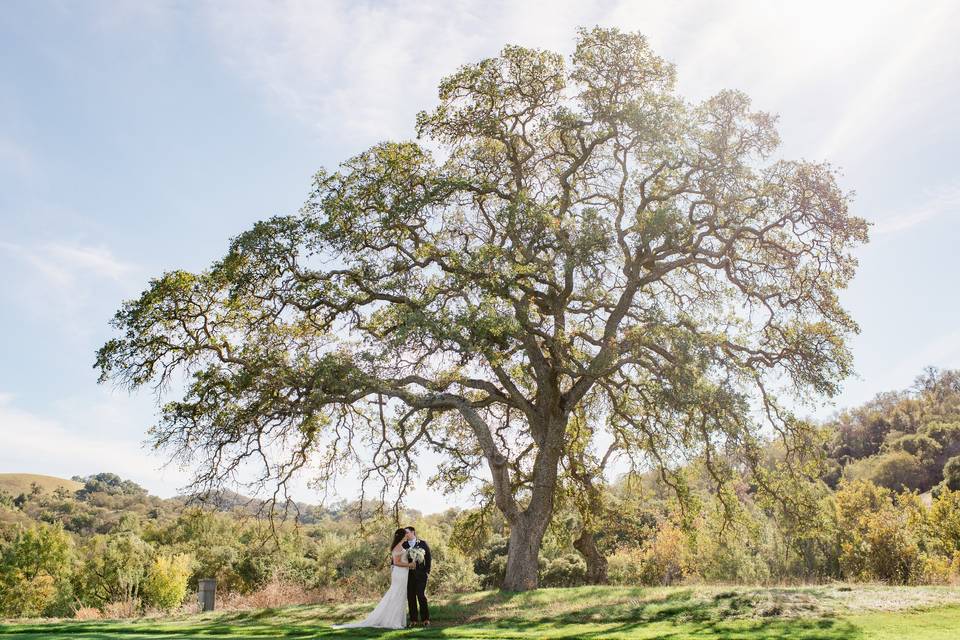 Oak Tree