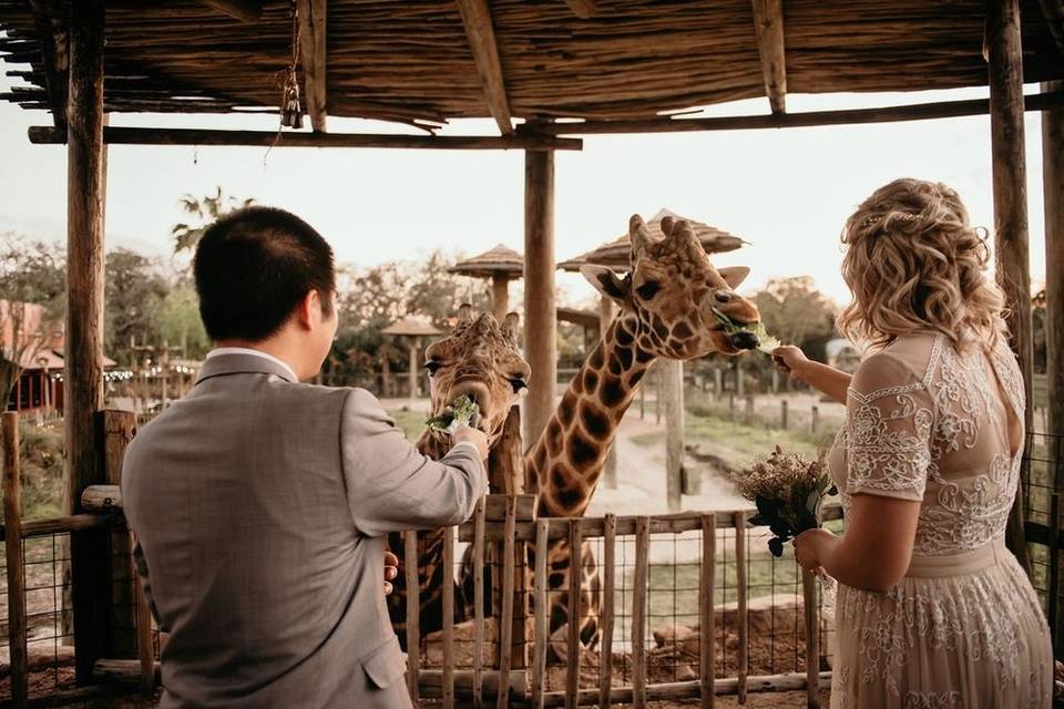 Newlyweds feed new friends