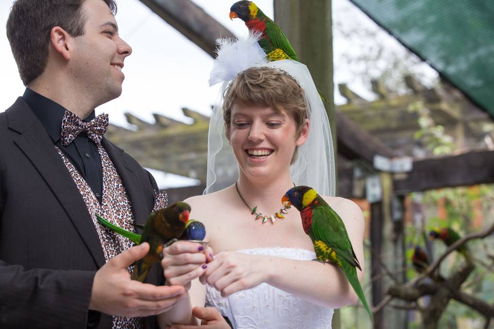 Bride and Groom with Lorikeets