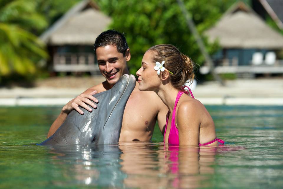 Meeting the dolphins of the Moorea Dolphin Center at the InterContinental Moorea Resort and Spa | Honeymoons by Tahiti.com