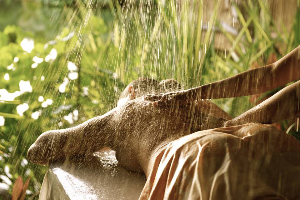 Meeting the dolphins of the Moorea Dolphin Center at the InterContinental Moorea Resort and Spa | Honeymoons by Tahiti.com