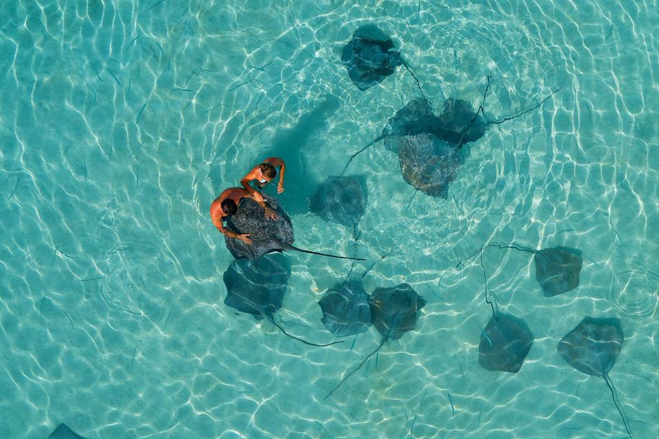 Meet the friendly rays of Moorea Island | Honeymoons by Tahiti.com