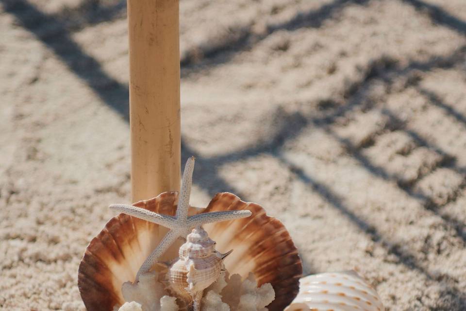 Seashells by the sea shore