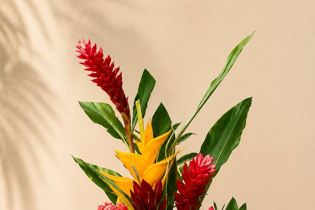 PABBBI Tropicals