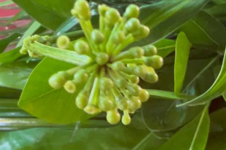 PABBBI Tropicals