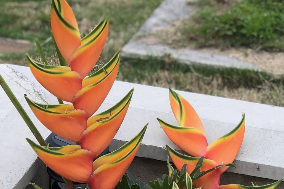 Medium Arrangement