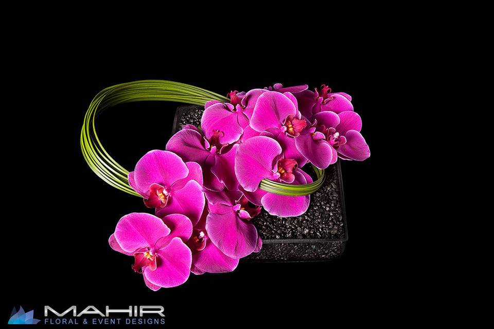 Mahir Floral & Event Design