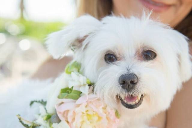 Flowers for our furry kids too!