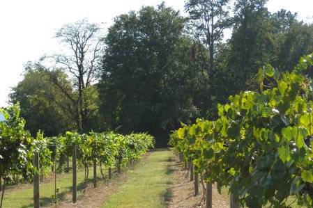 Wills Creek Vineyards