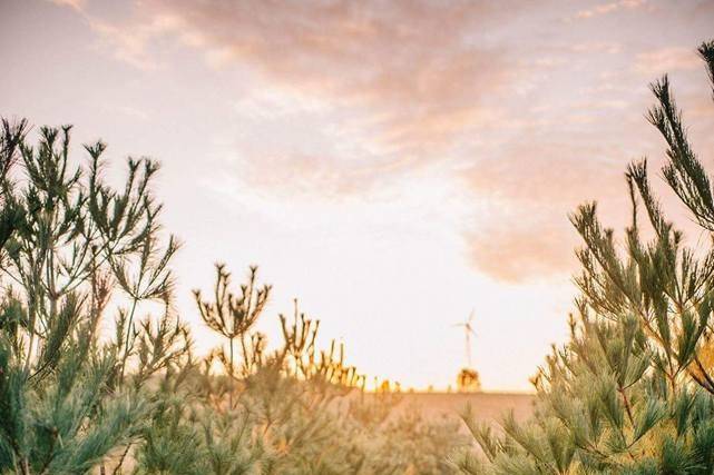 Couple in the fields