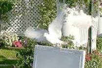 Wedding dove bird