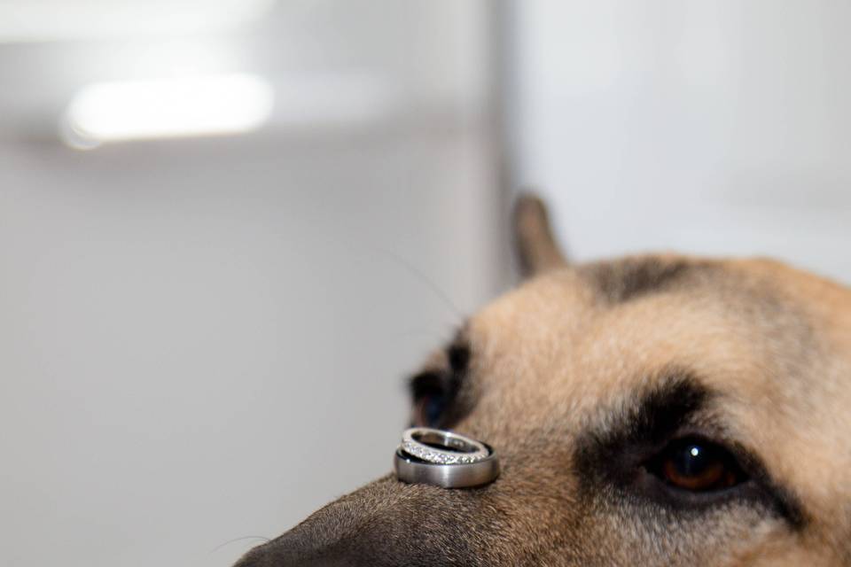 Dog Eyeing Ring