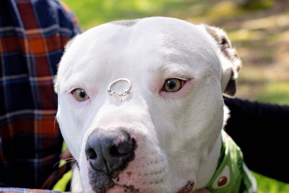 Ring on Dogs Nose