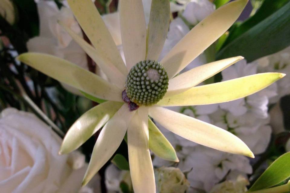 Leucadendron in bouquet