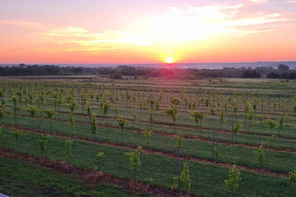 Vineyard at Sunrise