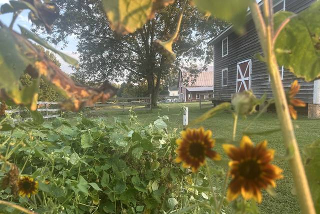 Sunflowers in Garden
