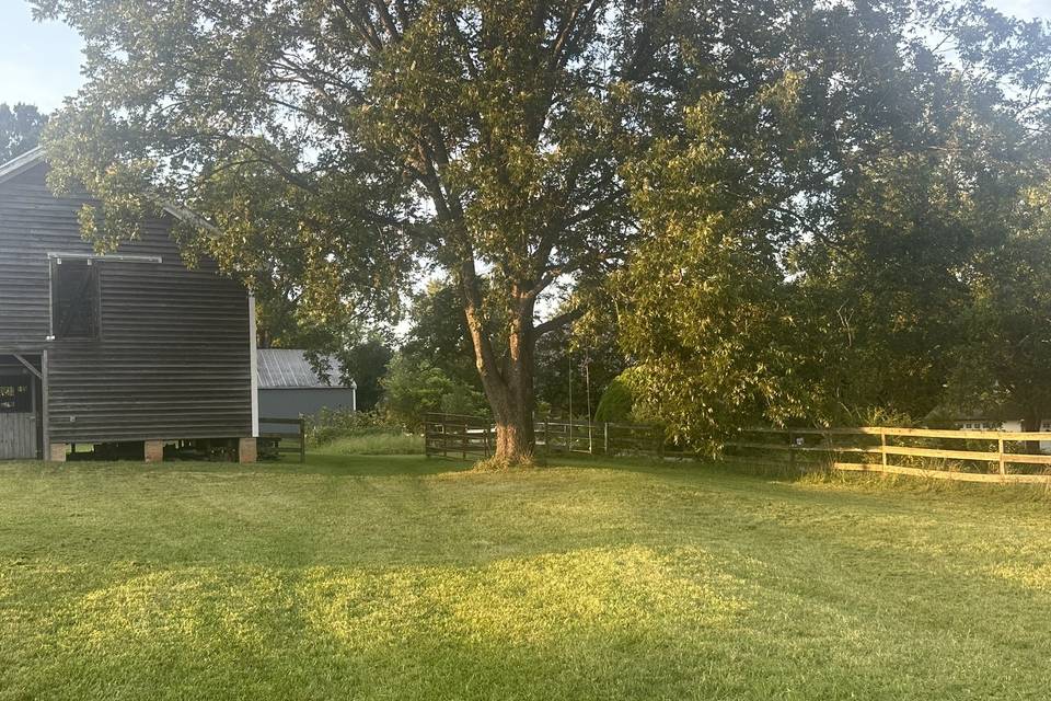 Pecan Tree