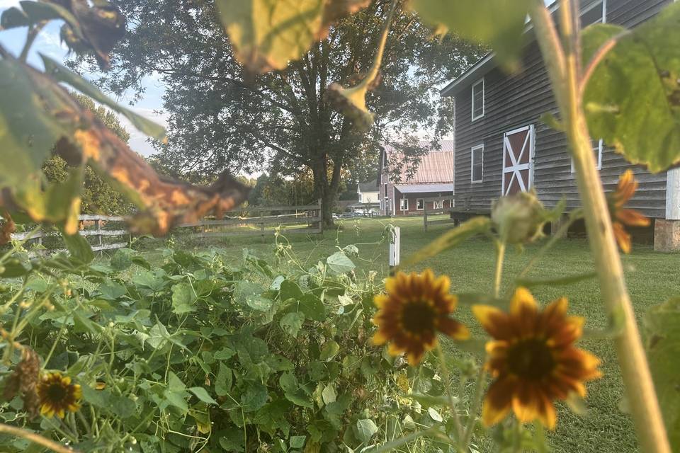 Sunflowers in Garden