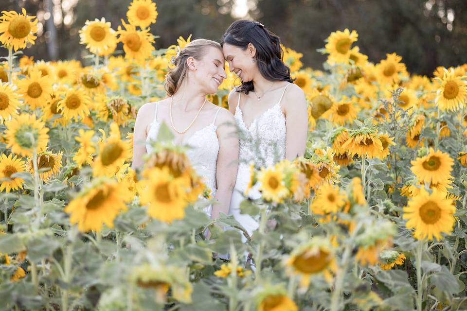 Sunset in the sunflowers