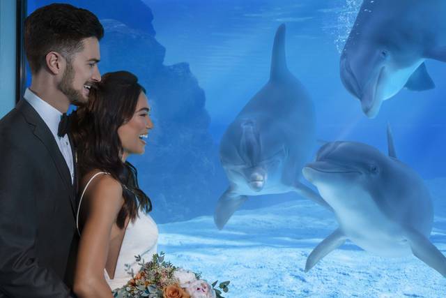 Dolphin Habitat