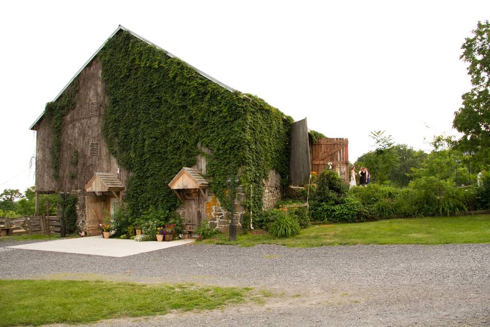 Ivy exterior