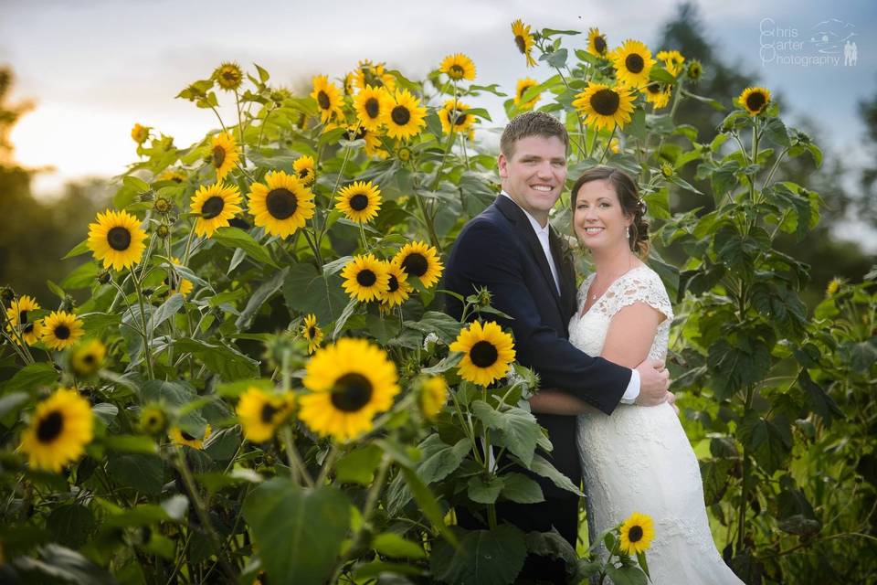 Sunflowers galore