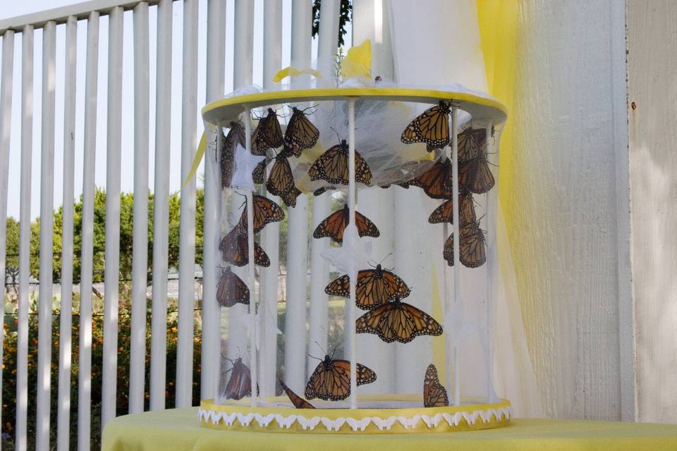 Butterflies