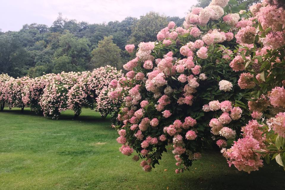 Pink hydrangeas