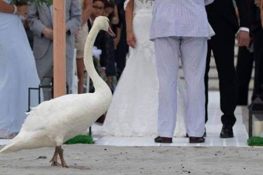 Ah... the swan
