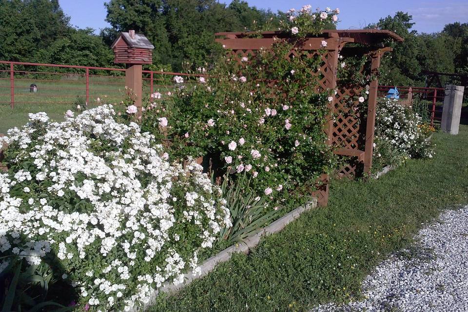 Roses line the flower beds and arbor on the east end of the Barn Courtyard at the Civil War Ranch in Carthage, MO.