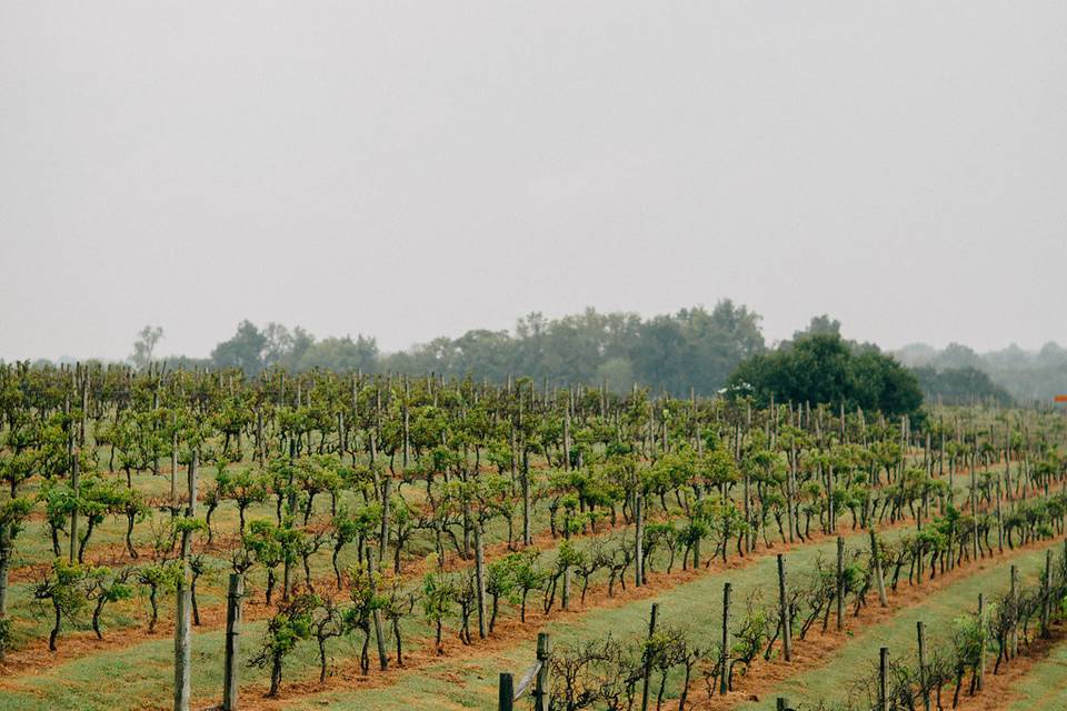 The vineyard