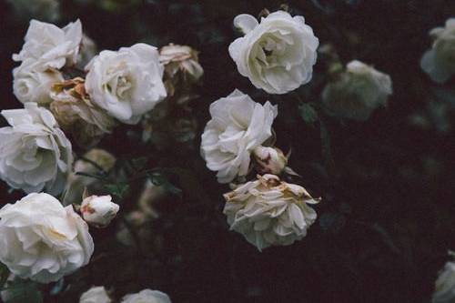 moody florals