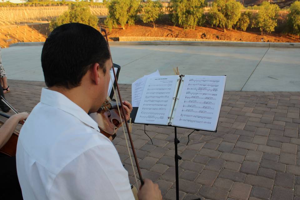 Violines Kamayd