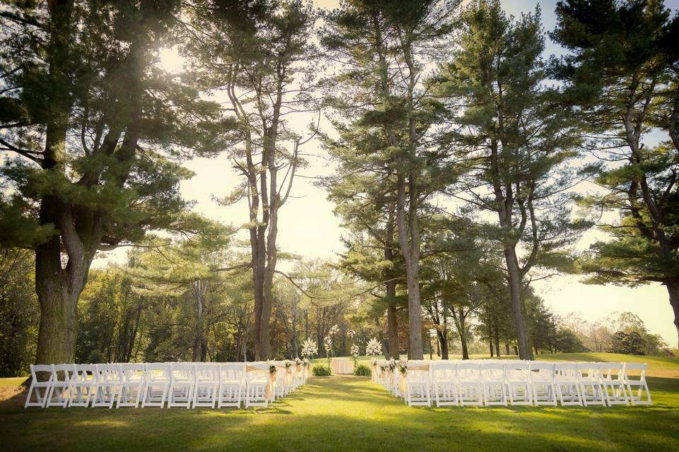 Pines with Sunlight