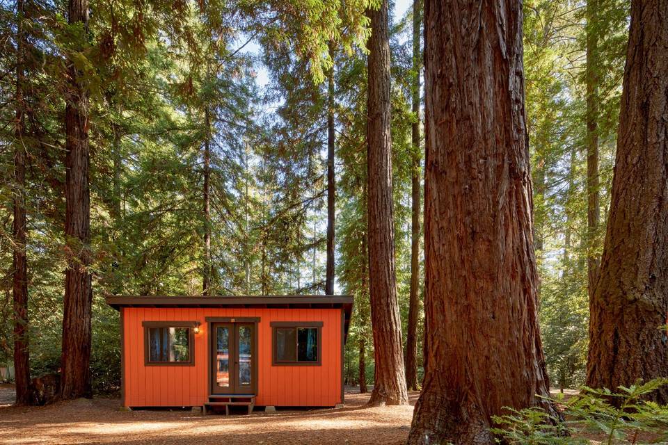 Cabin and Redwoods