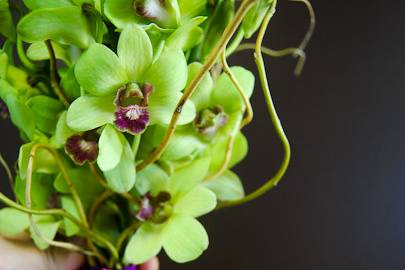 Green dendrobium orchids accented by curly willow tips and wrapped in deep purple ribbon.