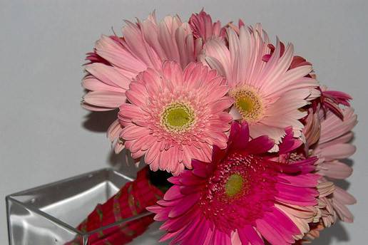 A sweet looking bouquet of Gerbera Daisies in different shades of pink color.