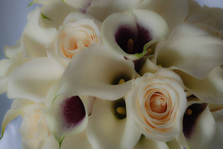 Picasso calla lilies in combination with  white mini calla lilies and cream roses.