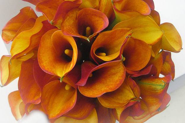 Mango Mini Calla deliver so many color variations in this seemingly monochromatic bouquet.