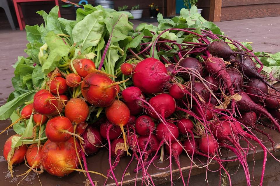 Garden beets