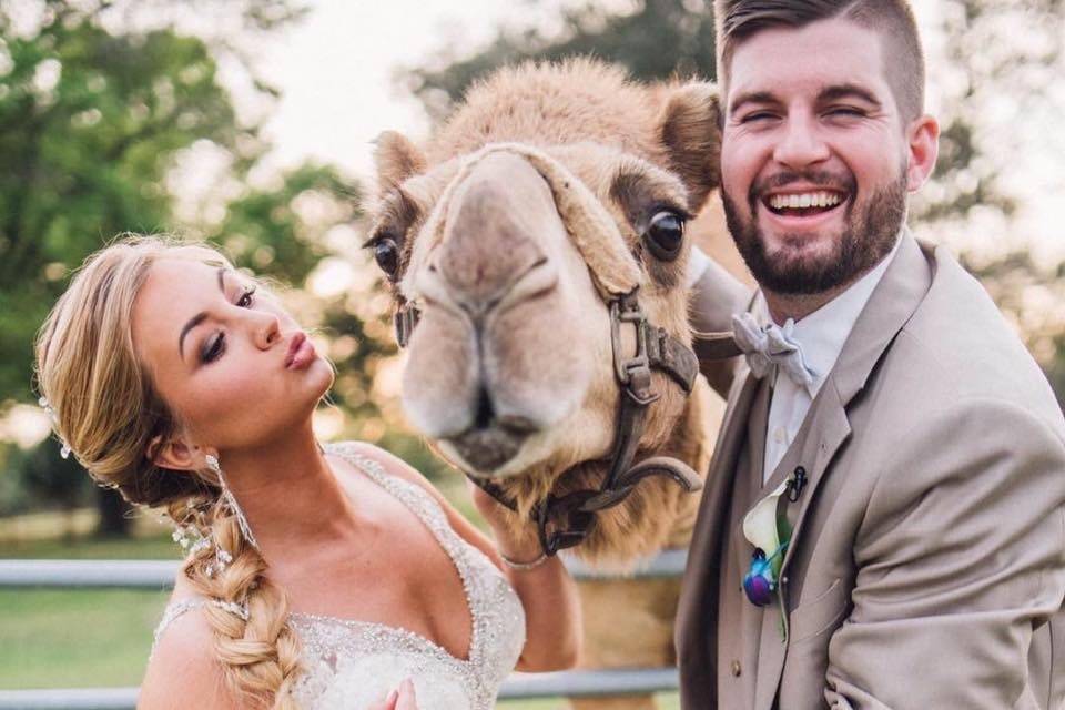 Wedding photos with the camel